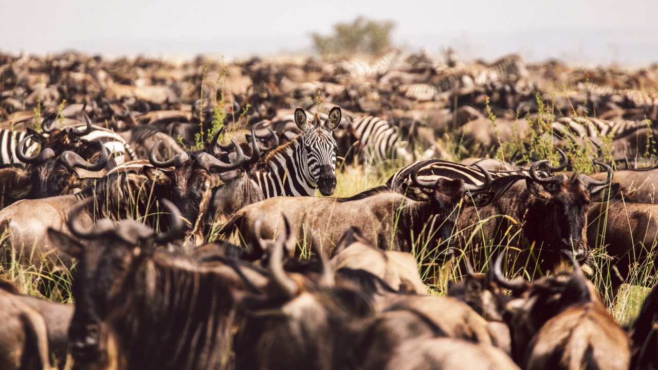 gansos-y-cebras-en-un-campo