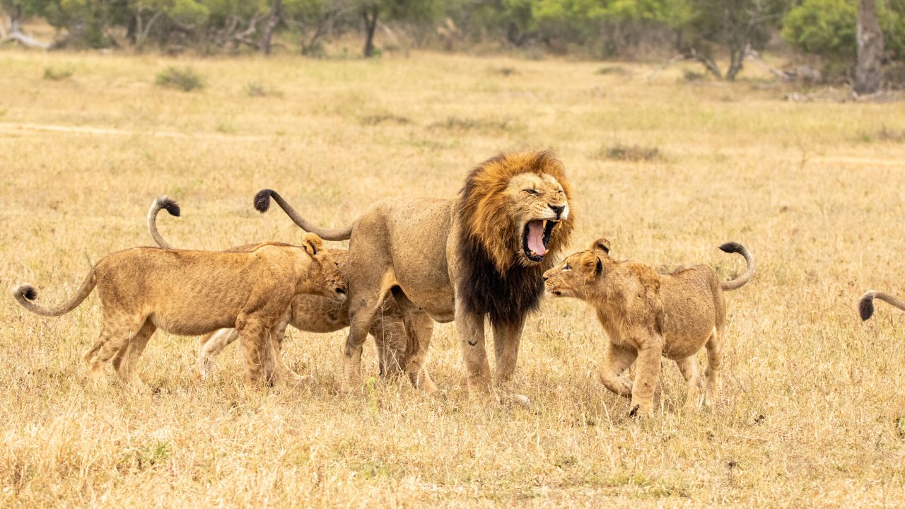 Male lion, Panthera leo, with cubs.