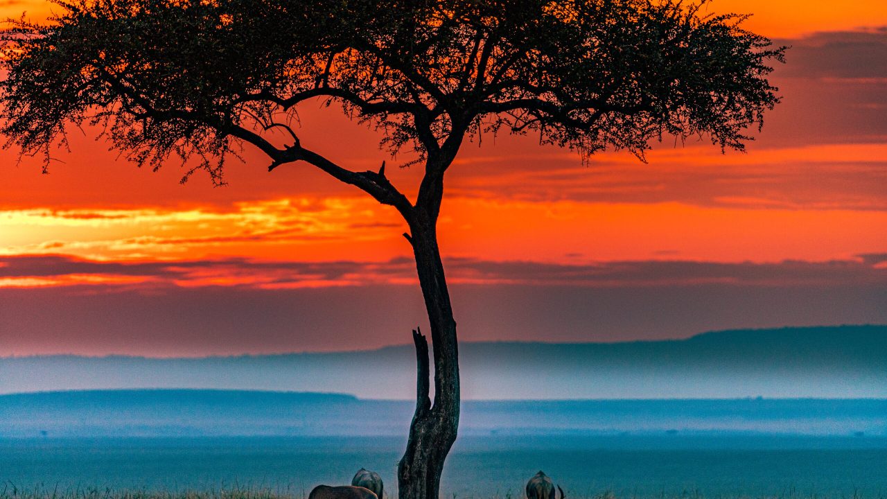 paisaje-de-kenia-impala-antilope-africano-animales-silvestres-mamiferos-sabana-praderas-maasai-mara-nacion